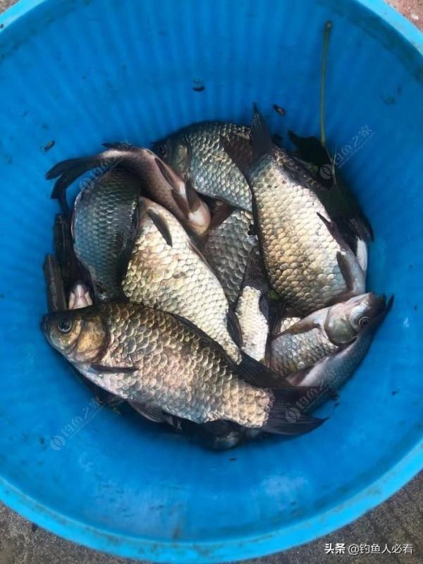 答應釣友出教程的自制酒米窩料,希望能夠幫助大家 答應釣友出教程的自制酒米窩料,希望能夠幫助大家