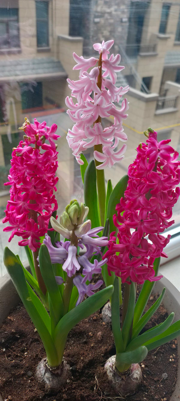 11月份最適合養風信子，開花堪稱&OpenCurlyDoubleQuote;活香水&rdquo;，滿屋子香甜味