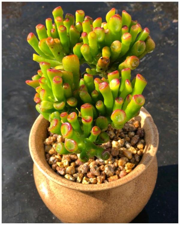 公認的“八種旺財花”,適合養在家裡,不僅寓意好,還很養人 公認的“八種旺財花”,適合養在家裡,不僅寓意好,還很養人