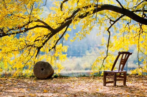 湖北一處秋季旅遊勝地,被譽為“中國銀杏之鄉”,門票只要50元 湖北一處秋季旅遊勝地,被譽為“中國銀杏之鄉”,門票只要50元