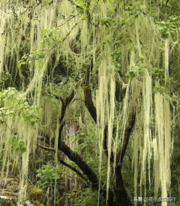 中國這5大絕美風景區，宛如仙境，禁止外國人進，花再多錢也沒用