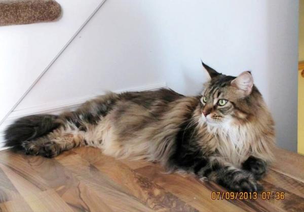 緬因貓為何愛舔人?其實它想表達的是這幾件事情 緬因貓為何愛舔人?其實它想表達的是這幾件事情