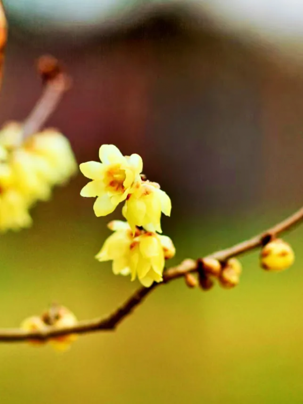 楚王（11）楚熊延：楚國第十一任君主，發動政變，弒兄代立為君