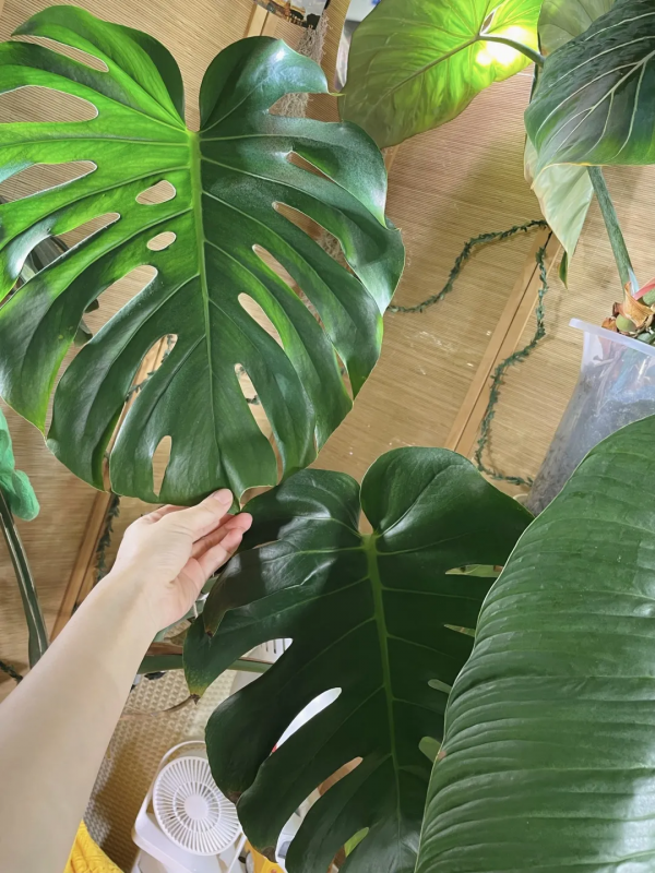 沒有花園怎麼種花？從東北到廣東，4位大神在室內種出植物園