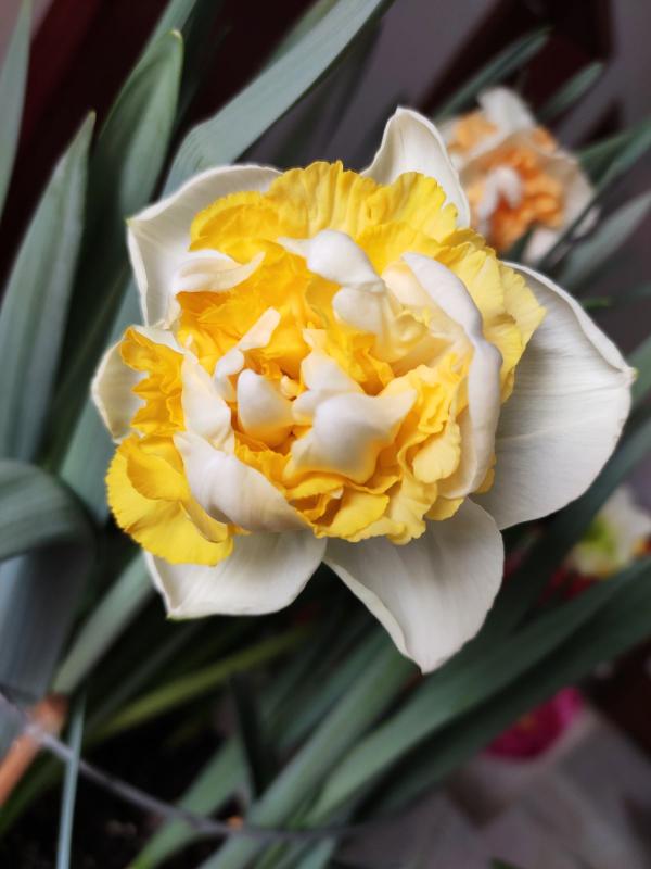 秋天土裡埋個“洋蔥頭”,成活很容易,開出絕美花箭 秋天土裡埋個“洋蔥頭”,成活很容易,開出絕美花箭