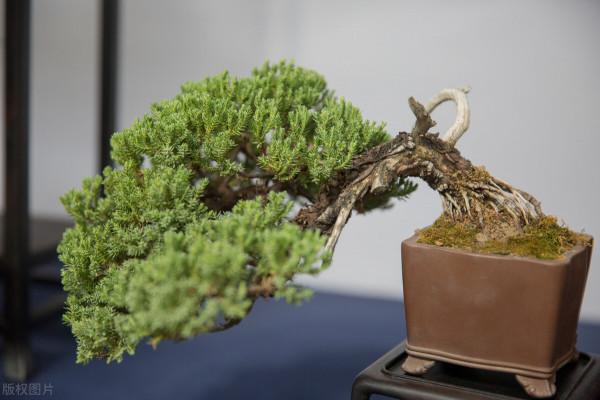 獨特的盆景之美 獨特的盆景之美