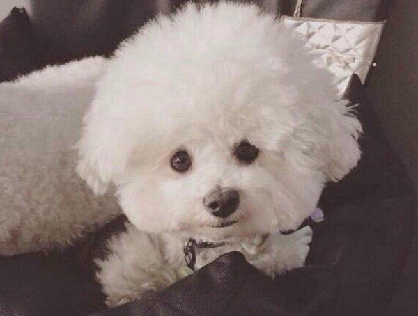 女生初次養狗選什麼好？這7種狗狗都不錯，顏值高