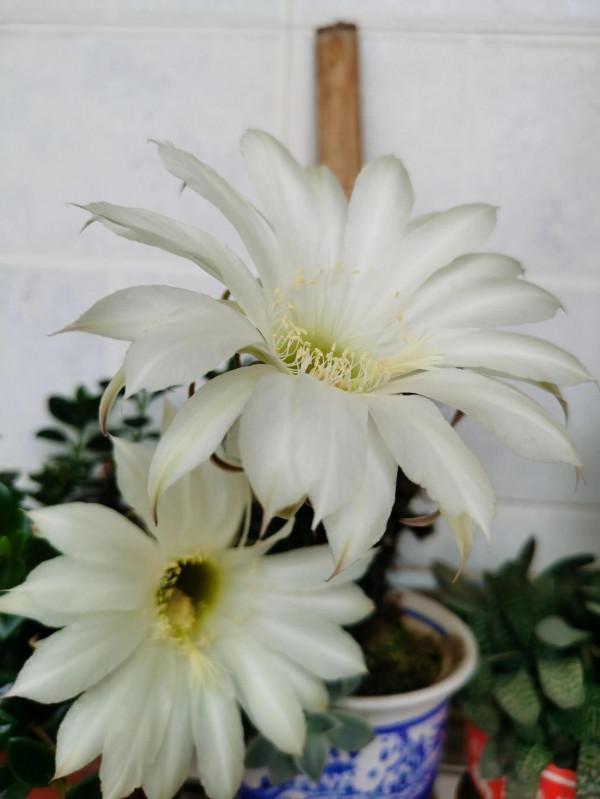 十年養花經歷，分享一下怎麼給花澆水