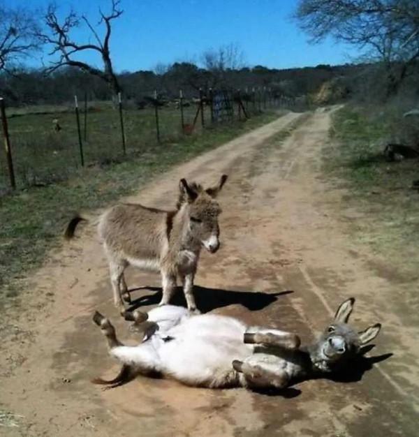 《故事：古怪的小毛驢》