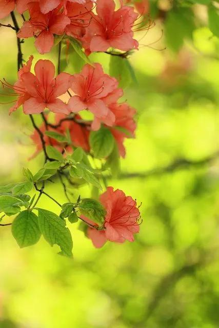 分享——杜鵑花