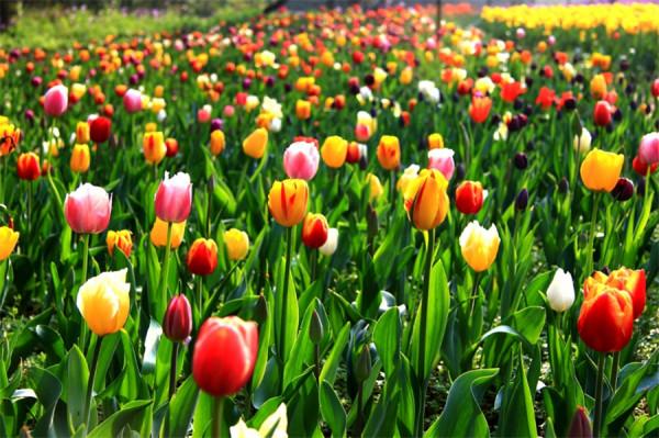 哪些花最好別在家裡養?聽我一句勸:這5種家養實在不太妥當 哪些花最好別在家裡養?聽我一句勸:這5種家養實在不太妥當