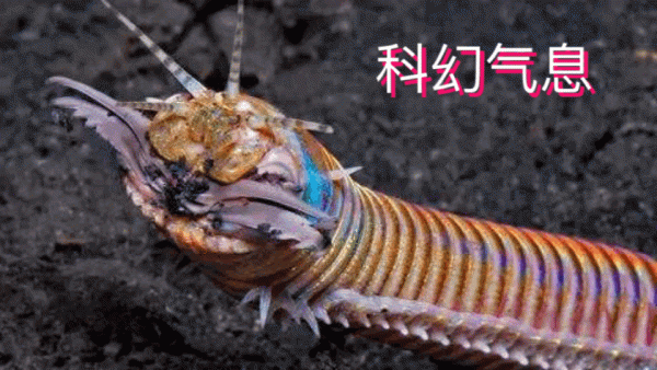 真實存在的科幻怪蟲：博位元蟲