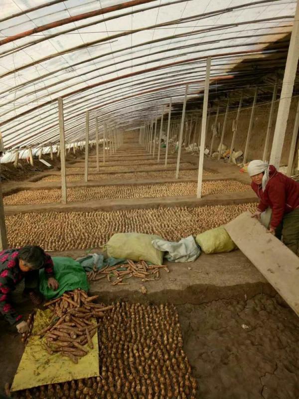 大叔15平黑暗密室長5000根玉蘭菜,20天長成見光超20秒,影響品質 大叔15平黑暗密室長5000根玉蘭菜,20天長成見光超20秒,影響品質