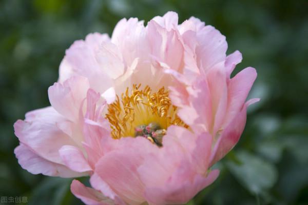 精品牡丹，千嬌萬態破朝霞