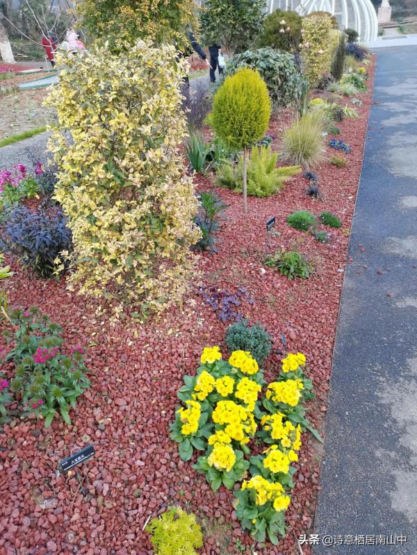 寒冬花展一一植物園百花爭迎春