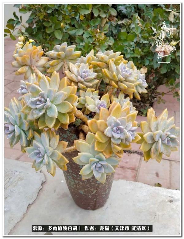 人生紛亂奈我幾何，與多肉相伴度年華