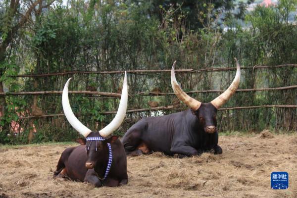 盧安達長角“神牛” 盧安達長角“神牛”