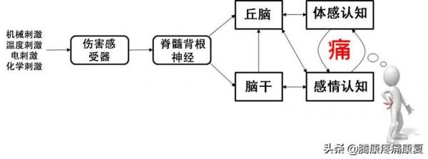 神經受壓產生的不只有疼痛,還有情緒和精神的改變 神經受壓產生的不只有疼痛,還有情緒和精神的改變