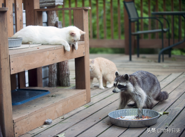 疫情封閉期間，研究者發現，家貓成為了城市遊蕩物種的王者