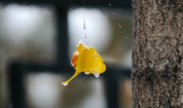 「詩詞鑑賞」遇見初冬,十首初冬的詩詞,遇見初冬別樣的美 「詩詞鑑賞」遇見初冬,十首初冬的詩詞,遇見初冬別樣的美