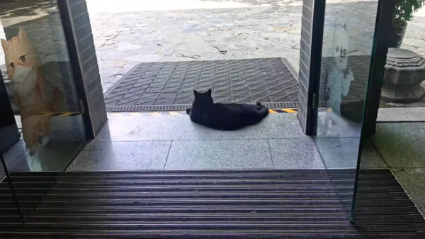 小貓咪也怕被“搶飯碗”嗎? 小貓咪也怕被“搶飯碗”嗎?