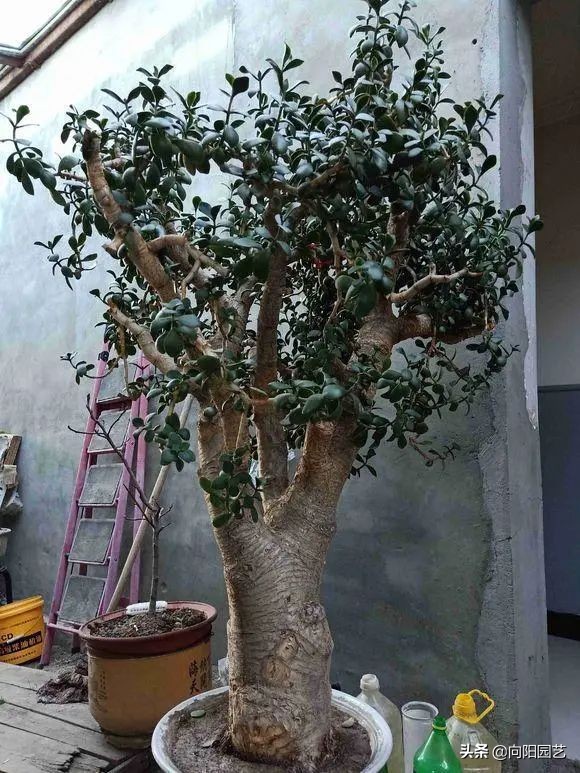 吸財樹，玉樹，動手剪剪枝，株型更美，價格翻倍，一盆值1000