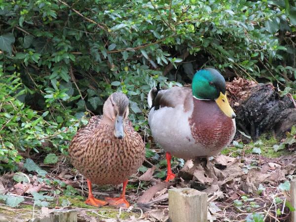 “惹不起”的鴨子，大學裡的網紅