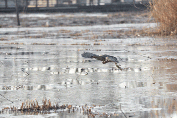 紀念版：一隻有故事的鳥，奧森拍鳥之大麻鳽