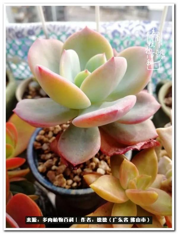 廣東的多肉陽臺:生命不息,折騰不止 廣東的多肉陽臺:生命不息,折騰不止