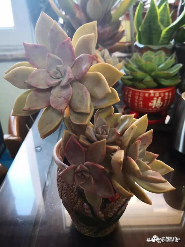 我家雙十一入項的多肉鮮花留影檔案記錄（二）