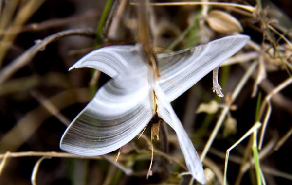 山西發現罕見“冰蝴蝶”，央視曾多次報道，究竟是什麼？