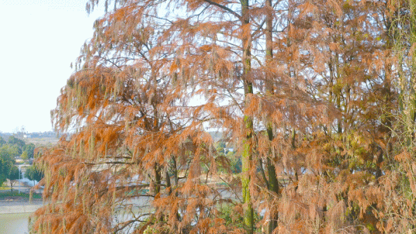 冬日紅杉！望城這條路自帶電影氛圍感→