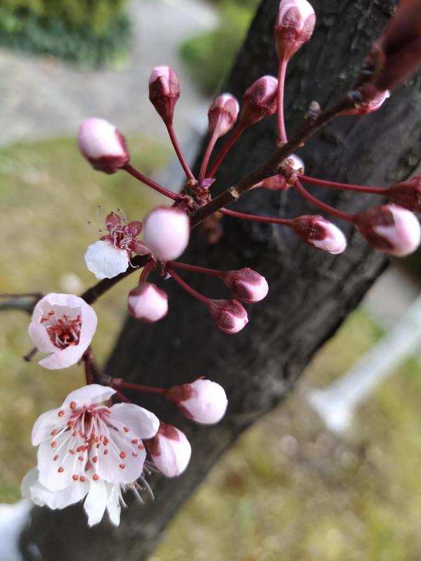 風和日麗，花花世界最是動人（原創）