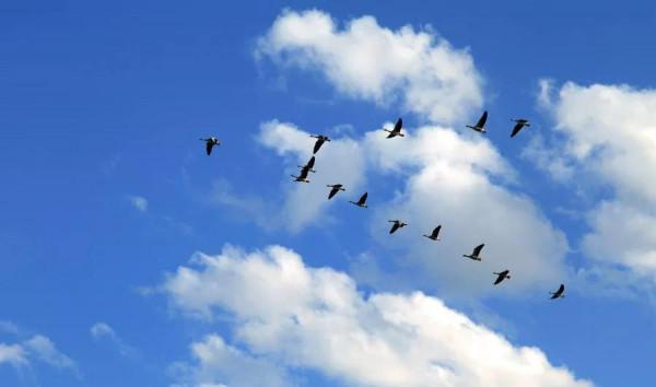 大雁南飛冬天來臨