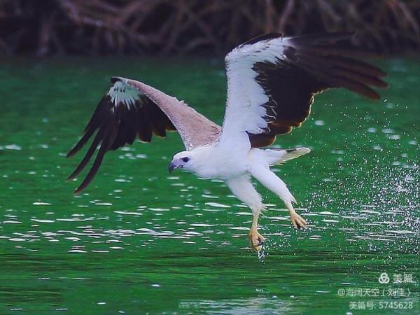 鳥類空中的戰鬥機&mdash;&mdash;白腹海雕