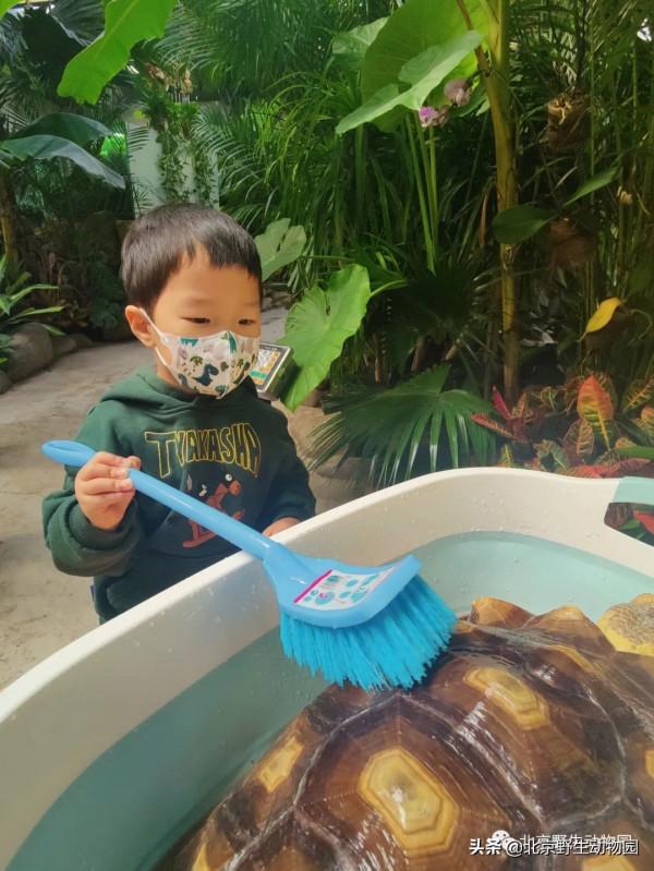 「精彩回顧」小小保育員--蘇卡達陸龜篇