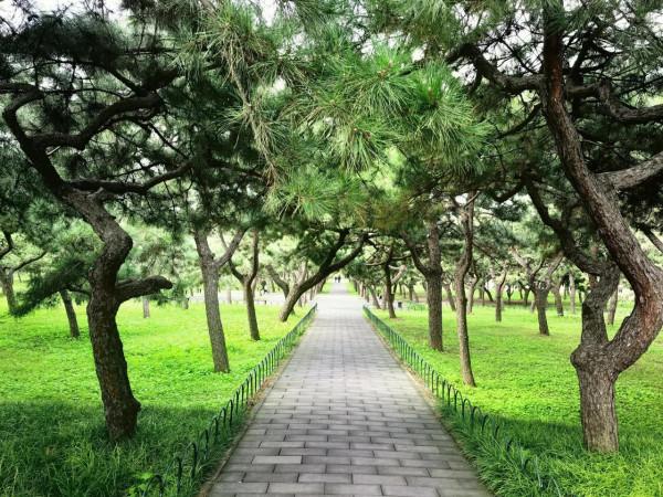 天壇公園的小松鼠 天壇公園的小松鼠