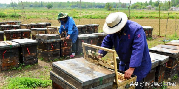 為什麼養蜂老齡化越來越嚴重「①意蜂農篇」