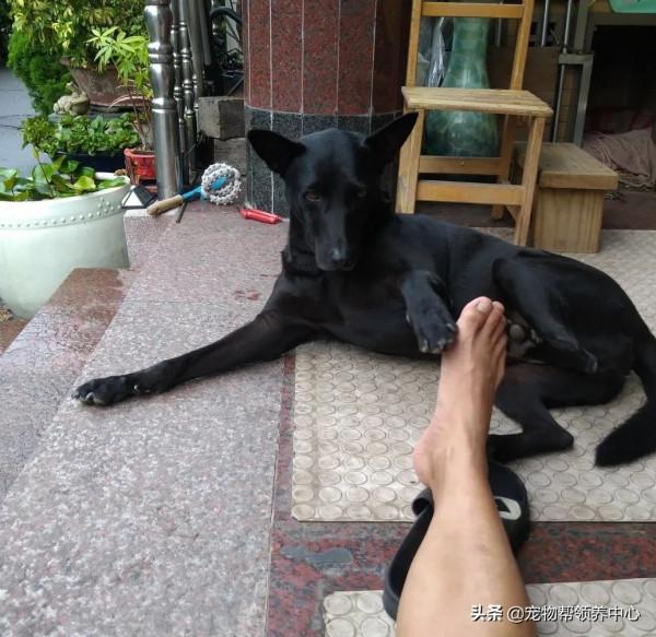 主人給狗狗洗腦吃“烤肉”,最終狗狗忍無可忍把同伴看作“烤肉” 主人給狗狗洗腦吃“烤肉”,最終狗狗忍無可忍把同伴看作“烤肉”