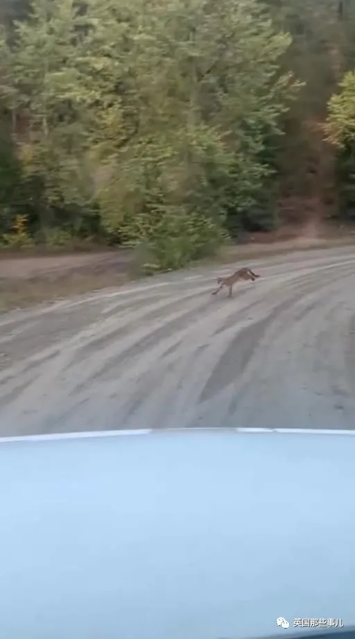 露營時狗狗被美洲獅襲擊,他瘋狂揮刀砍斷獅頭,網友吵翻了 露營時狗狗被美洲獅襲擊,他瘋狂揮刀砍斷獅頭,網友吵翻了