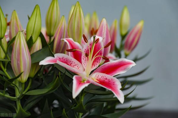 你的朋友養花用貓砂?還不知道的養花小秘密,趕快來了解一下 你的朋友養花用貓砂?還不知道的養花小秘密,趕快來了解一下