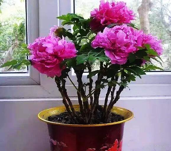 牡丹春節開花,催花技術簡介 牡丹春節開花,催花技術簡介