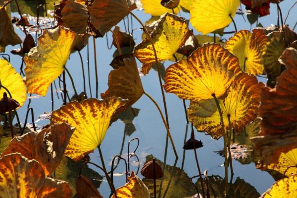 北京玉淵潭公園:深秋美景醉煞人 #秋日好時光##小生活,大財富# 北京玉淵潭公園:深秋美景醉煞人 #秋日好時光##小生活,大財富#