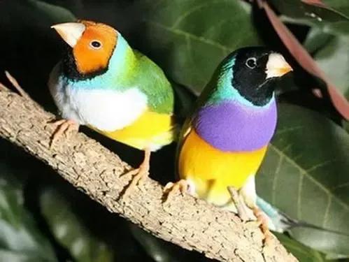 漂亮的愛情鳥---文鳥