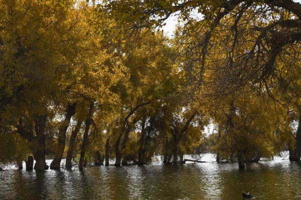 溼地秋韻入畫來 溼地秋韻入畫來