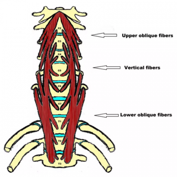 頸椎少見的3種鈣化性疾病 頸椎少見的3種鈣化性疾病