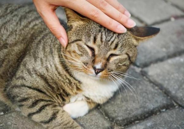 貓界排行榜之懂事的貓，它們不會忘恩負義