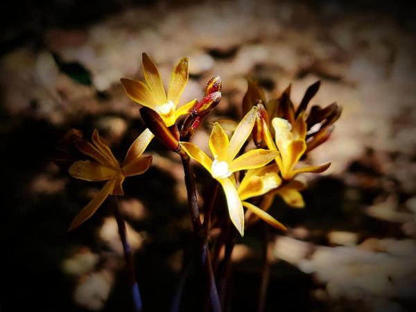 深谷幽蘭之 杉野氏皿柱蘭