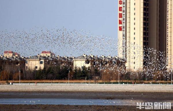 蒼鷺、海鷗、野鴨……候鳥大部隊集結白沙河