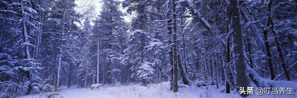 立冬養生哪些食物好,多吃這五種食材最有益於身心健康 立冬養生哪些食物好,多吃這五種食材最有益於身心健康